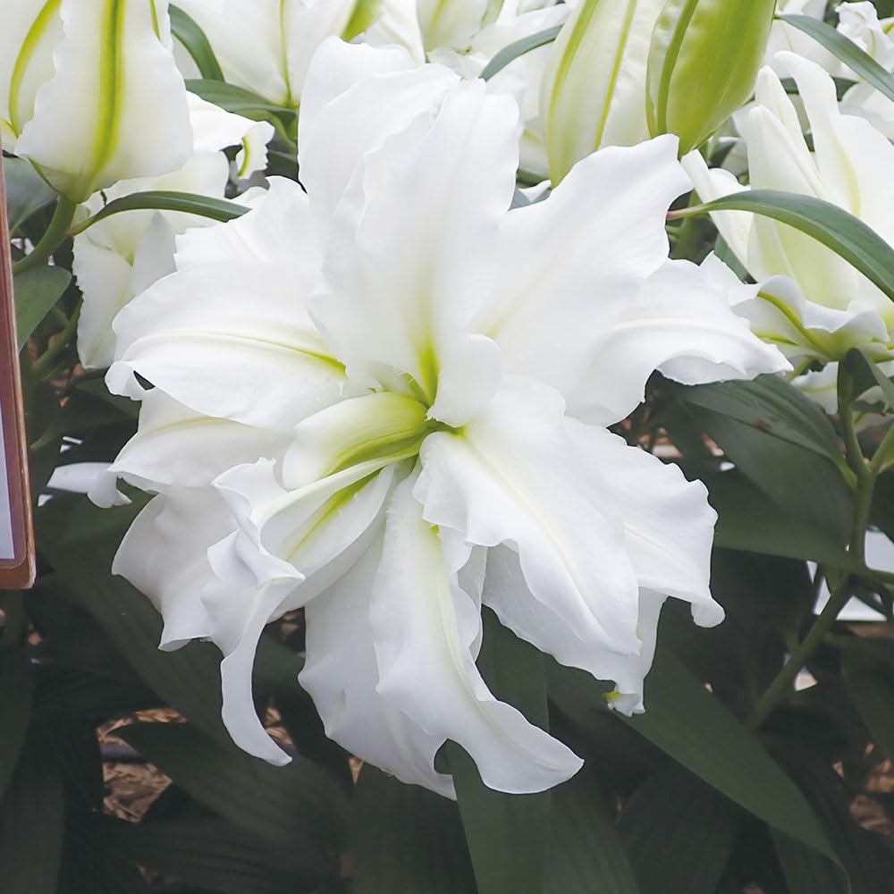 Amazon.co.jp: ユリ 球根 八重咲ユリ (無花粉) ローズリリー アイシャ